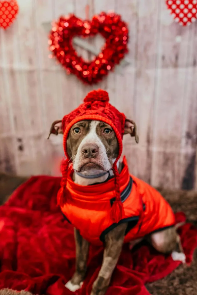 Comanche thumbnail 4