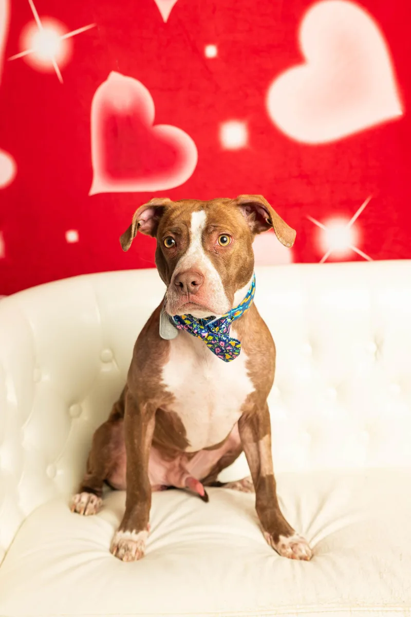 Comanche thumbnail 6