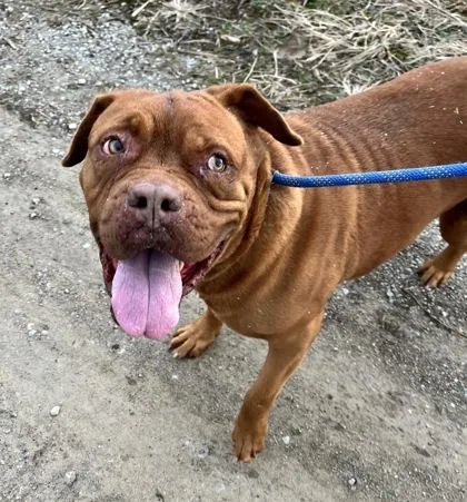 An adult large-sized female Dogue de Bordeaux dog named Tootsie Roll for adoption in Columbus, IN