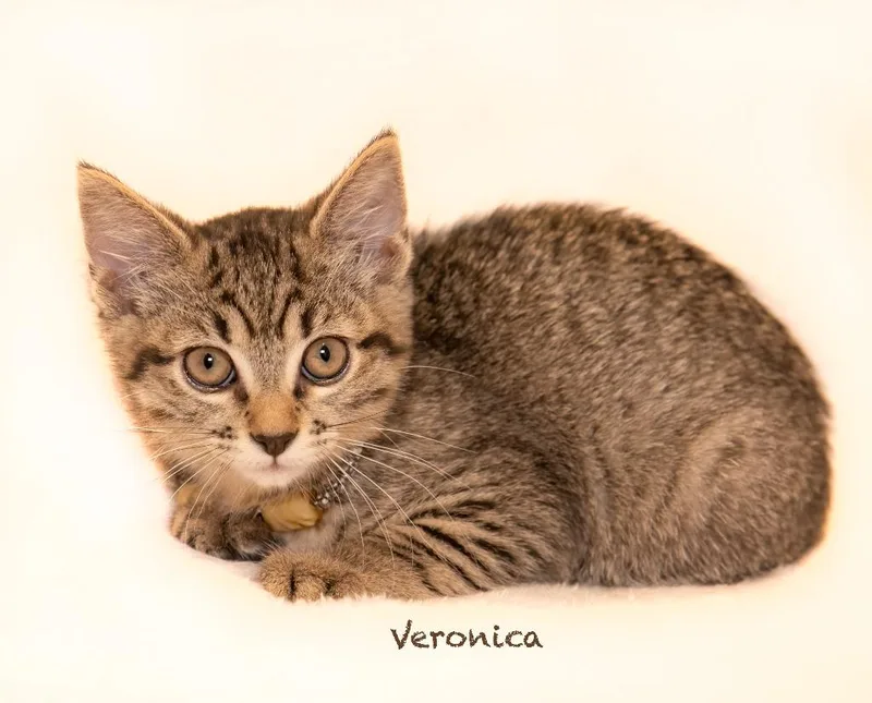 A baby small-sized female Domestic Medium Hair cat named Veronica for adoption in Hot Springs Village, AR