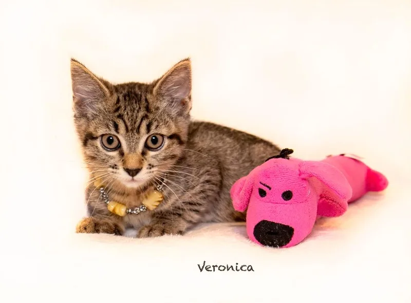 Veronica thumbnail 2