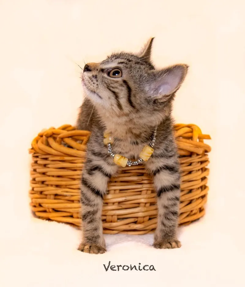 Veronica thumbnail 3