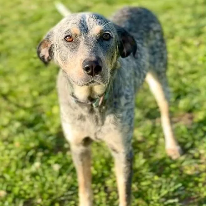 A young medium-sized female Gray / Blue / Silver Mixed Breed dog named Sue for adoption in Washington Township, OH