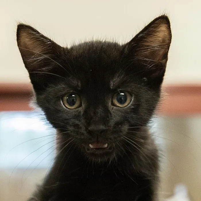 A baby medium-sized male Black Domestic Short Hair cat named Stubbs for adoption in Slidell, LA