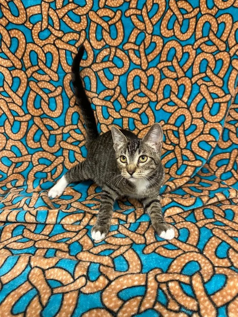 A baby small-sized female Tabby cat named Kari for adoption in Newberg, OR
