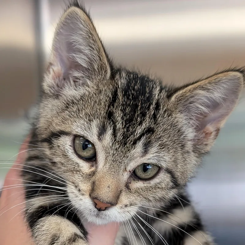 A baby medium-sized male Tabby (Brown / Chocolate) Domestic Short Hair cat named Nemo for adoption in Jefferson, WI