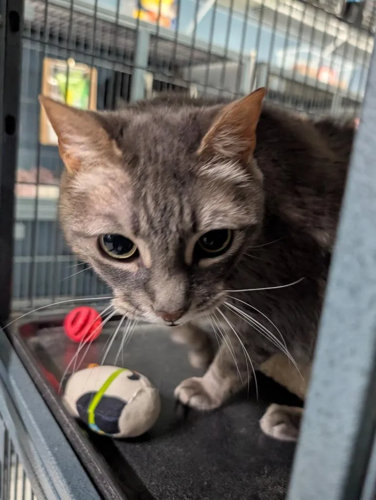 A senior large-sized female Domestic Short Hair cat named Minnie for adoption in Magnolia, TX