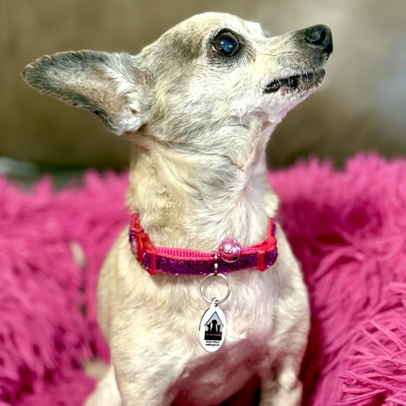 A senior small-sized female Apricot / Beige Chihuahua dog named Apple for adoption in Santa Monica, CA