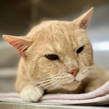 An adult large-sized male Cream / Ivory Domestic Short Hair cat named Magnus for adoption in Columbia, MD