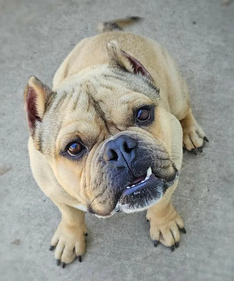 Buster thumbnail 3