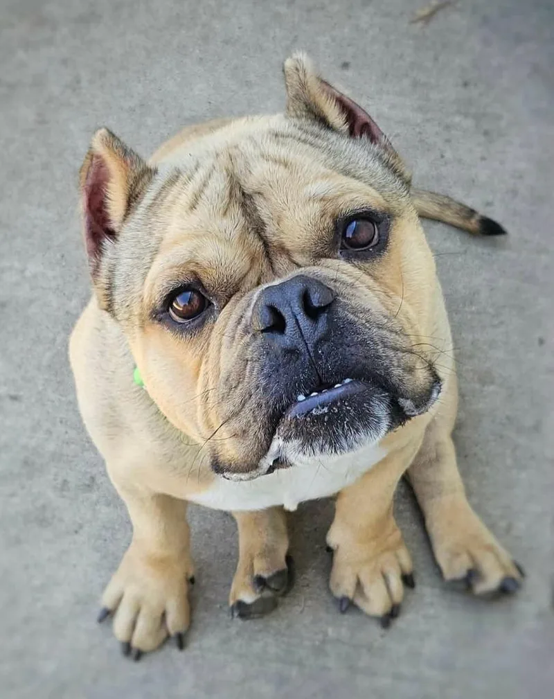 Buster thumbnail 4