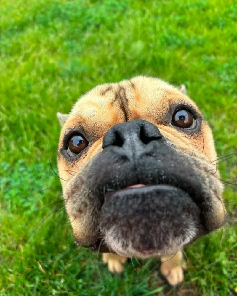 Buster thumbnail 5