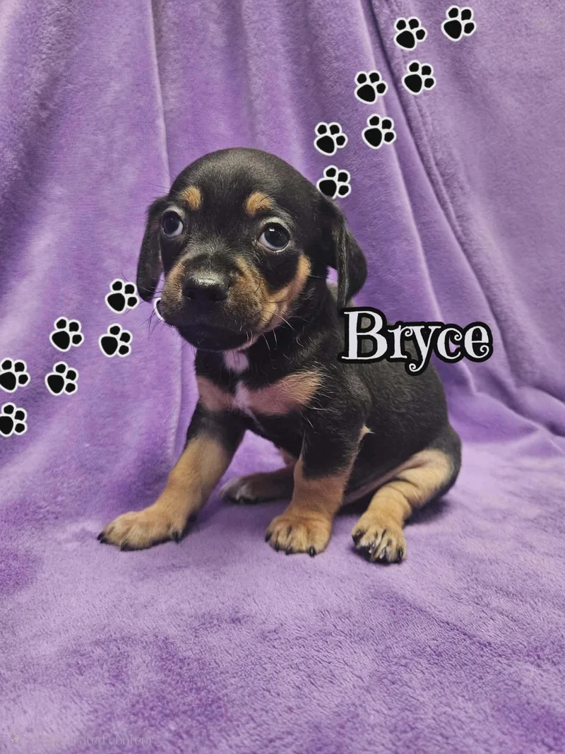 A baby small-sized male Chihuahua dog named Bryce for adoption in San Angelo , TX