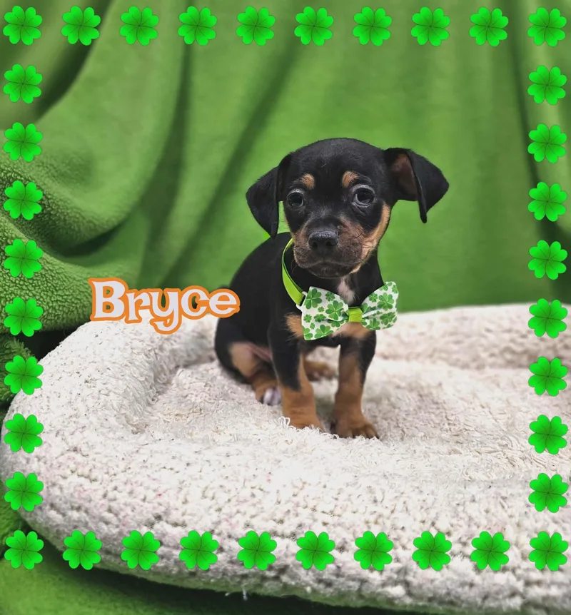 Bryce thumbnail 4