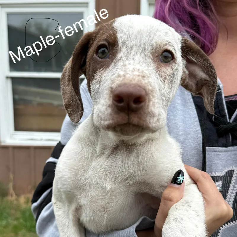 A baby medium-sized female German Shorthaired Pointer dog named Maple for adoption in South Saint Paul, MN