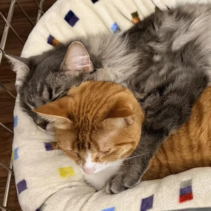 An adult small-sized male Domestic Long Hair cat named Jeppy for adoption in Lynchburg, VA