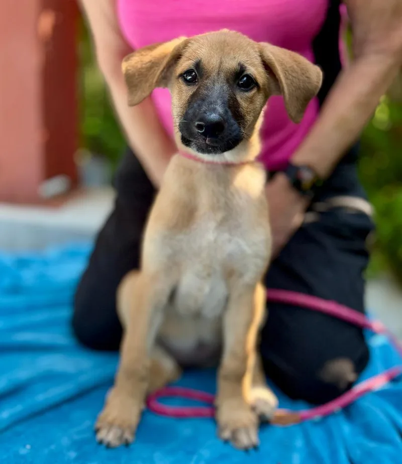A baby small-sized female Mixed Breed dog named Daisy for adoption in Ellijay, GA