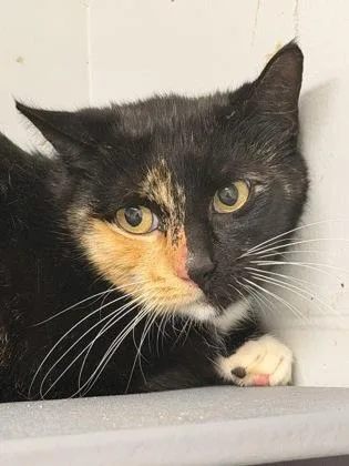 An adult small-sized female Domestic Short Hair cat named Rosie for adoption in West Chester, PA