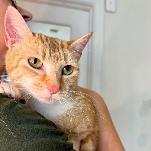 An adult medium-sized female Tabby (Orange / Red) Tabby cat named Avril Taylor for adoption in Friendswood, TX