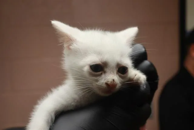 A baby small-sized male Domestic Short Hair cat named Clutch for adoption in Columbia, SC
