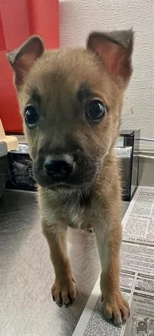 A baby small-sized female Chihuahua dog named Nova for adoption in Houston, TX
