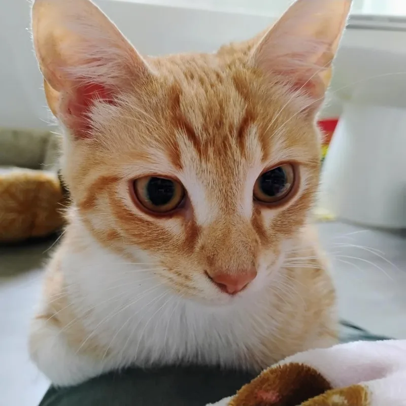 A baby small-sized male Orange / Red Domestic Short Hair cat named Gary for adoption in Greensboro, NC