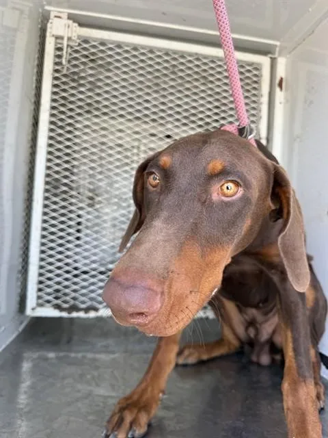 A young small-sized male Doberman Pinscher dog named Mouse for adoption in Bakersfield, CA