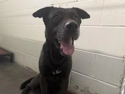A senior medium-sized male Mixed Breed dog named Tommy for adoption in Columbus, IN