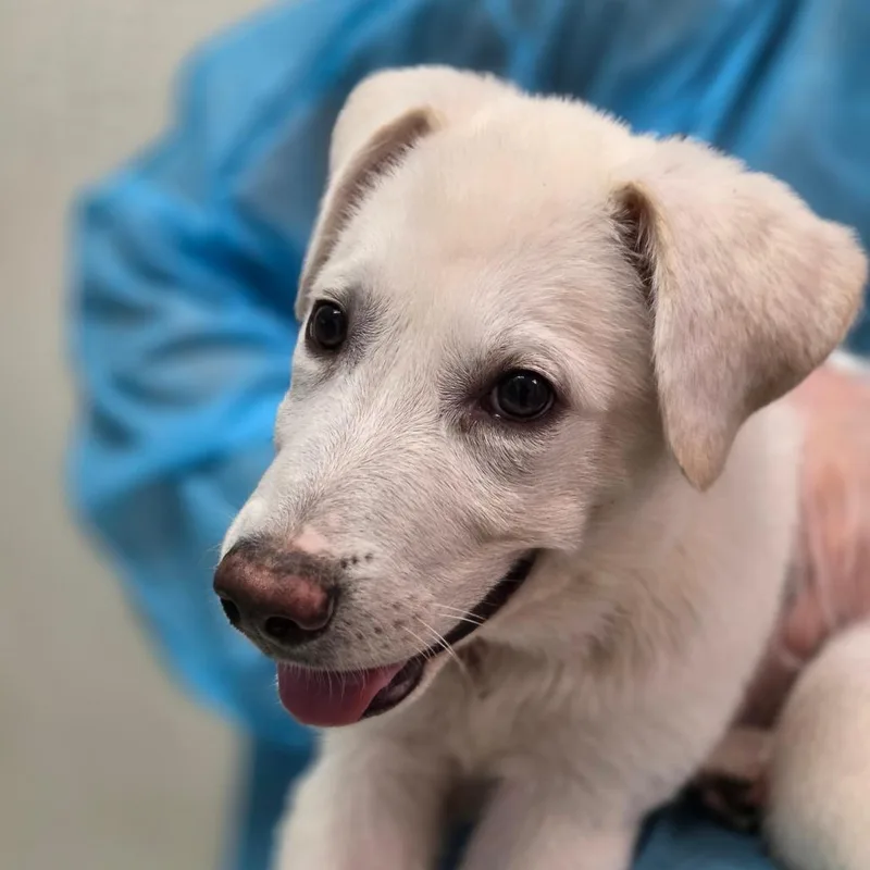 A baby small-sized female White / Cream Mixed Breed dog named Bellair for adoption in Charleston, WV
