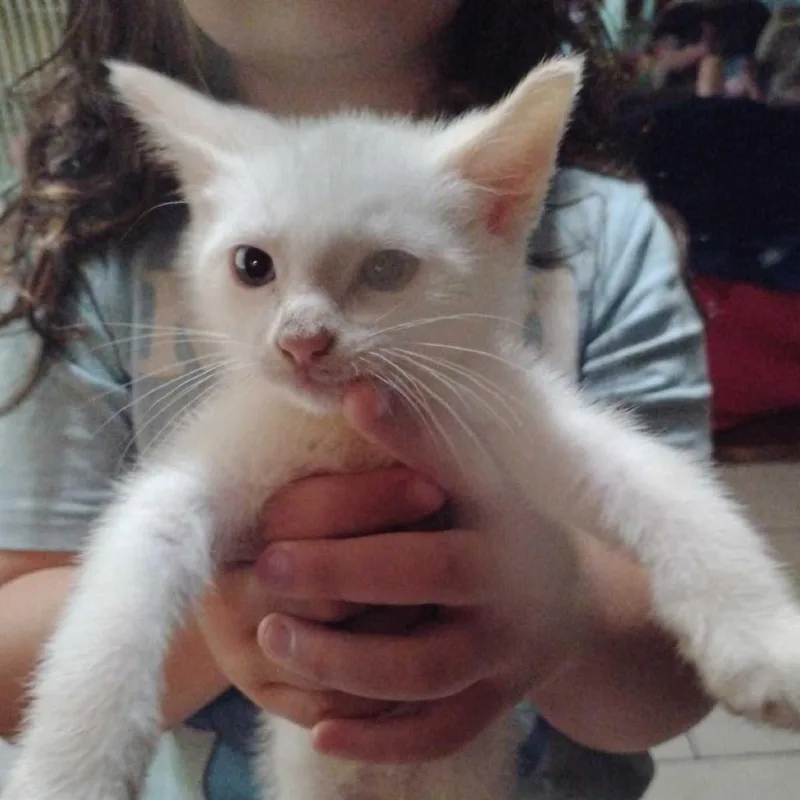A baby small-sized male Domestic Short Hair cat named Snowball for adoption in Fayetteville, AR