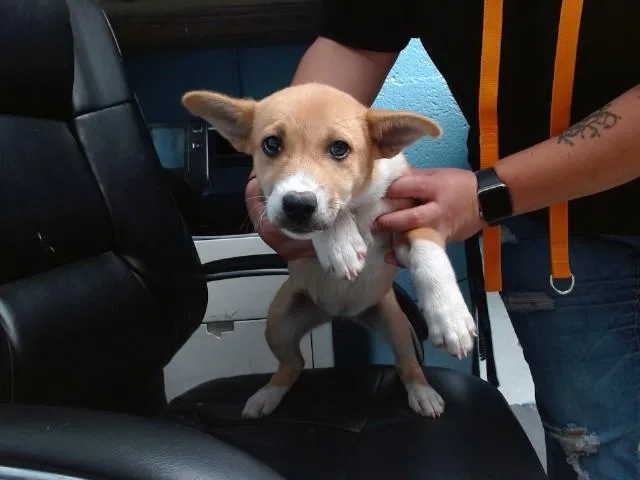 A baby small-sized female Husky dog named Storm for adoption in Albuquerque, NM