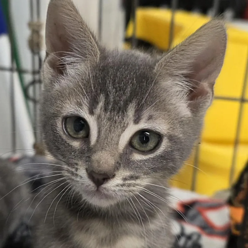 A baby small-sized female Gray / Blue / Silver Domestic Short Hair cat named Mable for adoption in Wiggins, MS