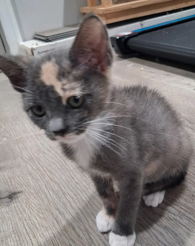 A baby medium-sized female Domestic Short Hair cat named Mittens for adoption in Forest, VA