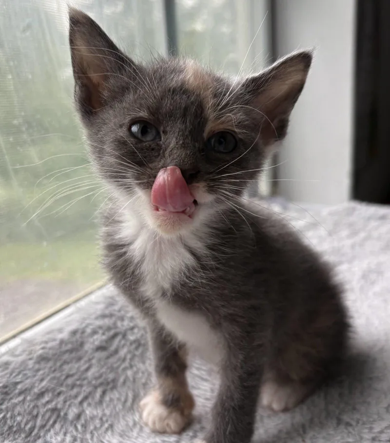 Mittens thumbnail 2