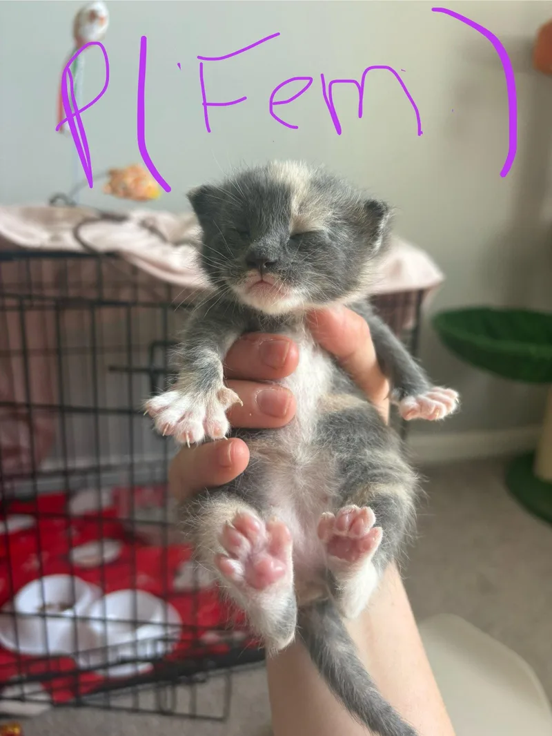 Mittens thumbnail 3