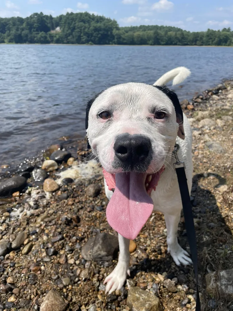 An adult large-sized male Black Mixed Breed dog named Henry for adoption in Pembroke, MA