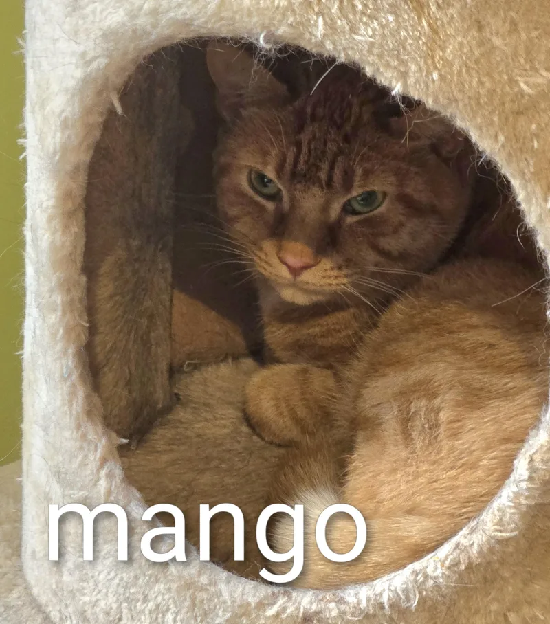Mango thumbnail 3