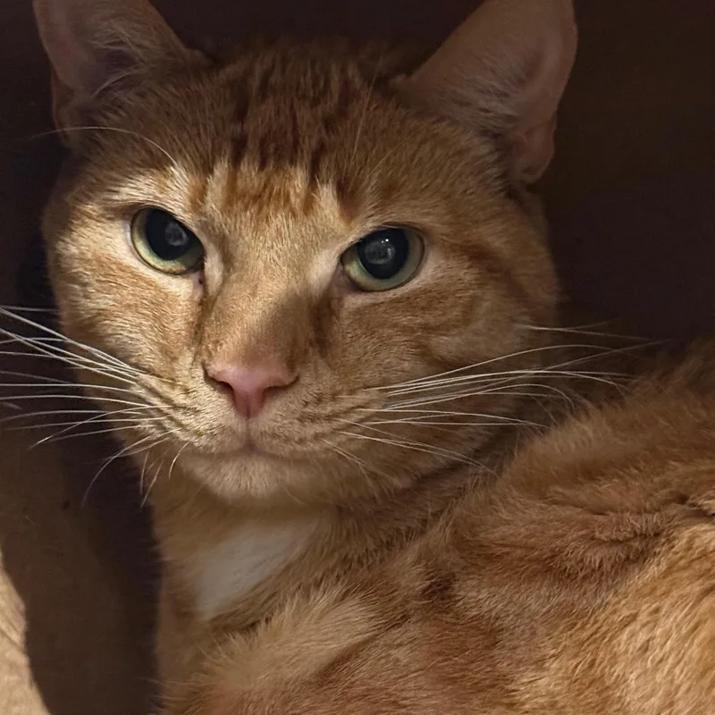 A young medium-sized male Domestic Short Hair cat named Mango for adoption in Wells, ME