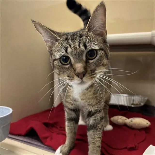 A young small-sized female Domestic Short Hair cat named Patty for adoption in Lincolnton, NC