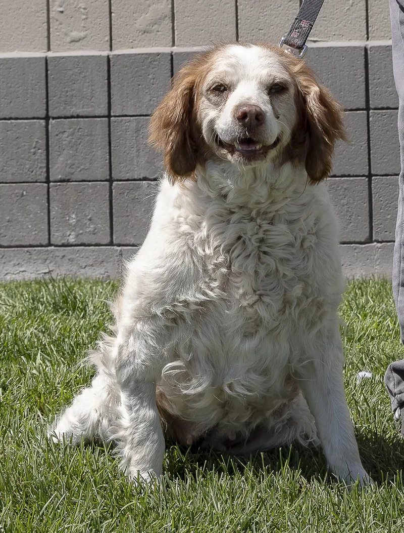 Penny