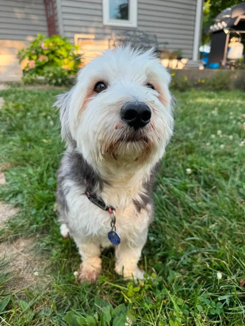 An adult medium-sized male Terrier dog named Mick for adoption in Germantown, OH
