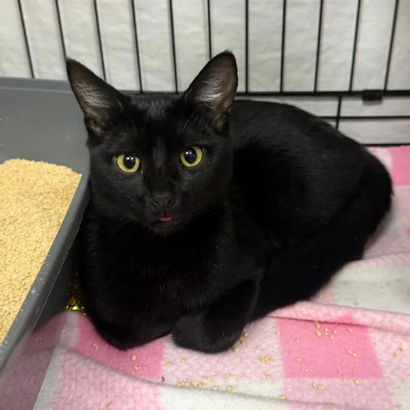 A young medium-sized male Domestic Short Hair cat named Roomba for adoption in Normal, IL