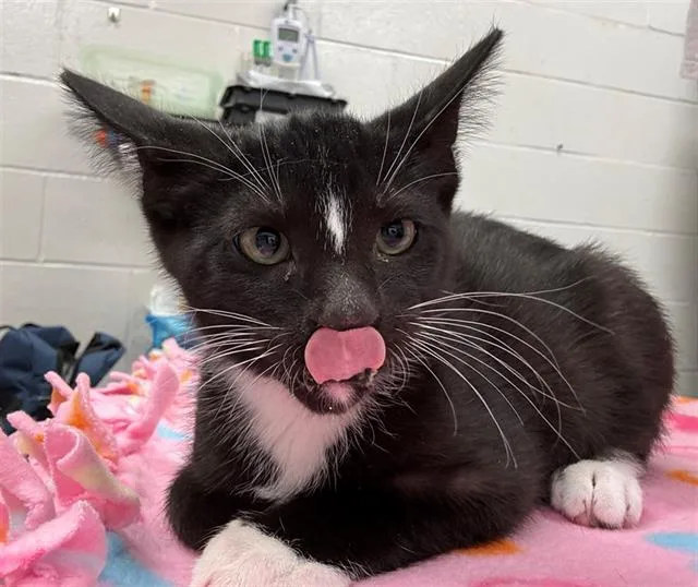 A baby small-sized male Domestic Short Hair cat named Rhombus for adoption in Peoria, IL