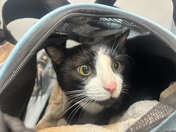 An adult large-sized male Domestic Short Hair cat named Billy The Bandit for adoption in New York, NY
