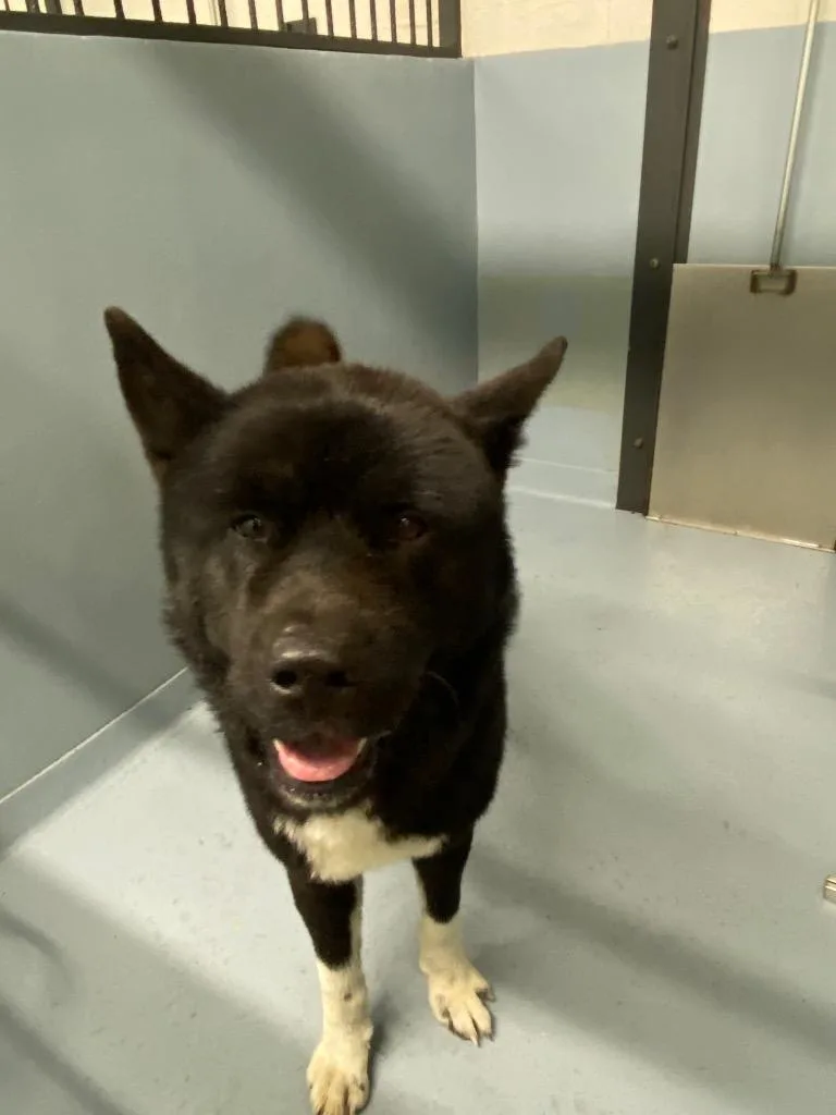 A young large-sized male Mixed Breed dog named Schnapps for adoption in Cartersville , GA