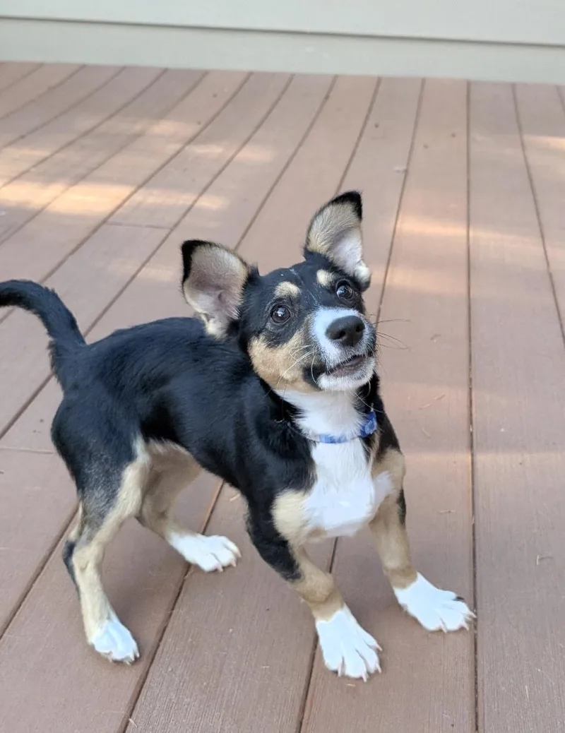 A young small-sized female Corgi dog named Moxie for adoption in Buckley, WA