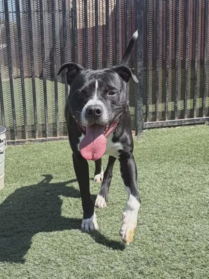 An adult large-sized male Pit Bull Terrier dog named Titus for adoption in McKinney, TX