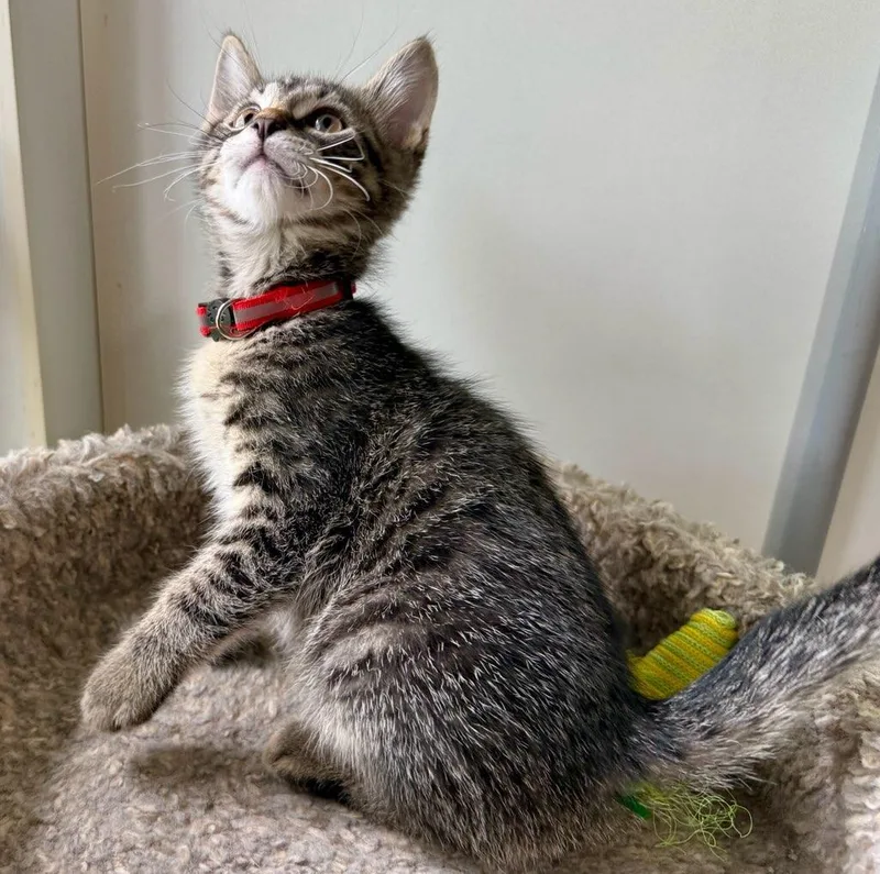 A baby small-sized male Gray & White Domestic Short Hair cat named Major for adoption in Ashland, OH