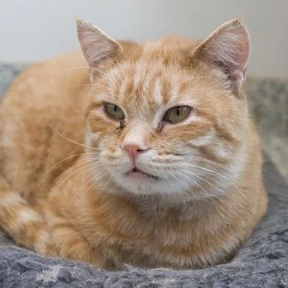 A baby small-sized male Domestic Short Hair cat named Alfalfa for adoption in Verona, WI