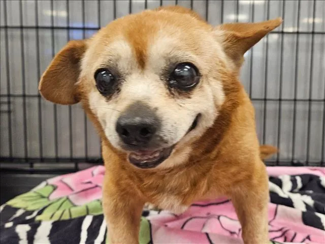 A senior small-sized male Chihuahua dog named Deuce for adoption in Van Nuys, CA